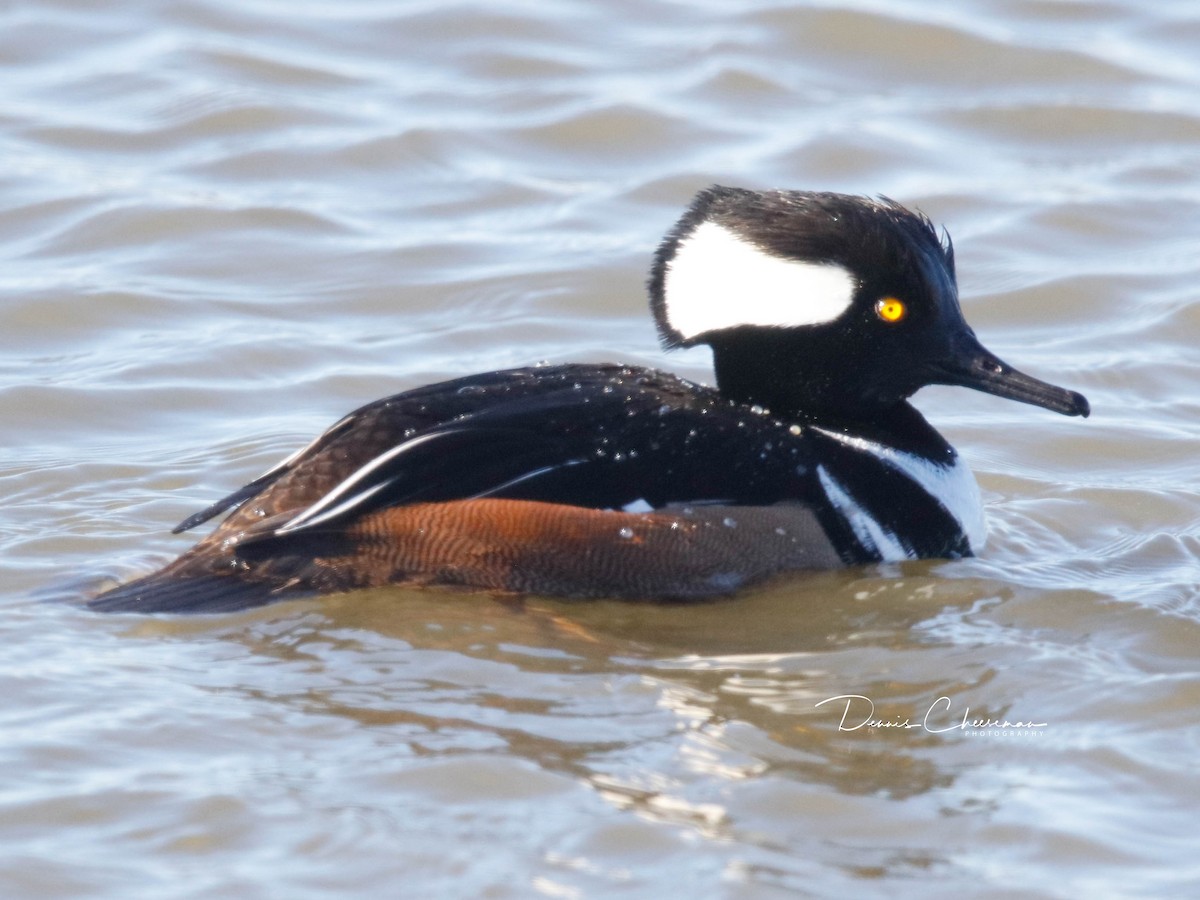 Hooded Merganser - ML647386286