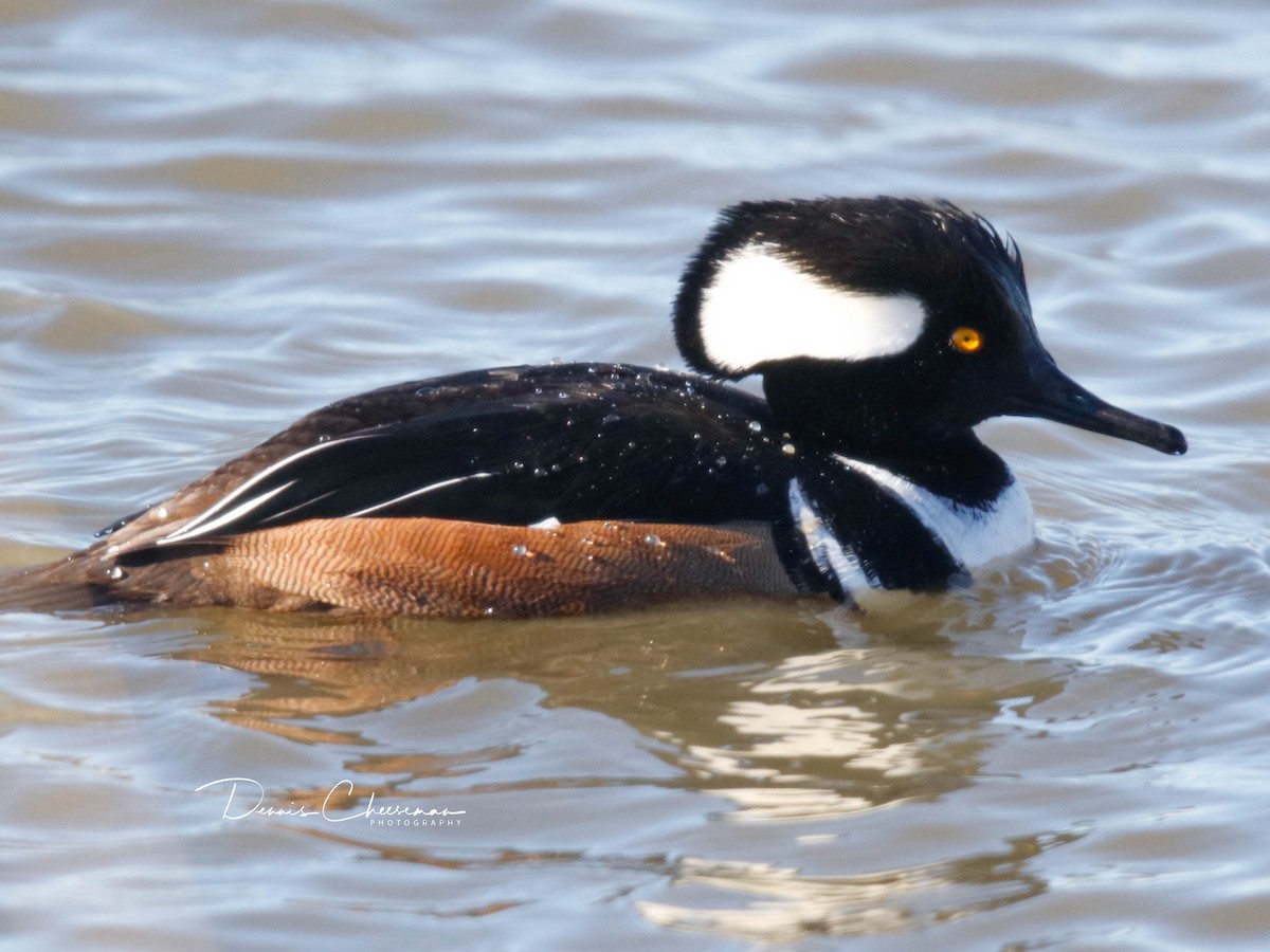Hooded Merganser - ML647386287