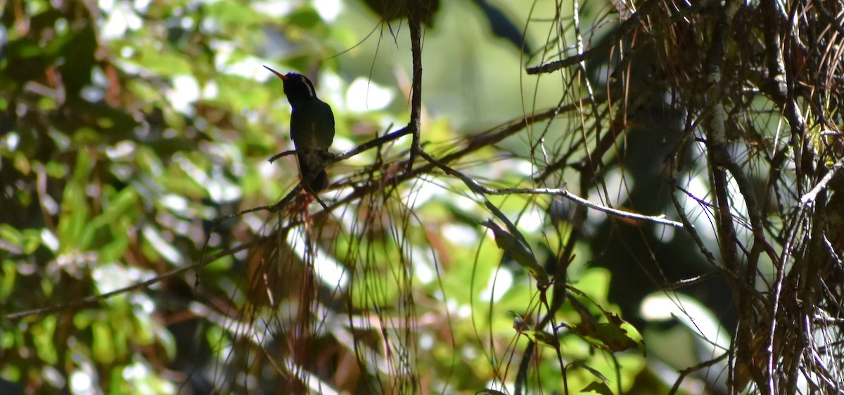 ミミジロサファイアハチドリ - ML647386294