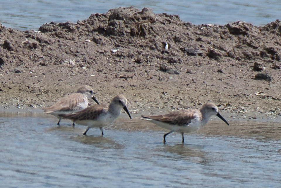 Gambecchio dell'Alaska - ML647386303