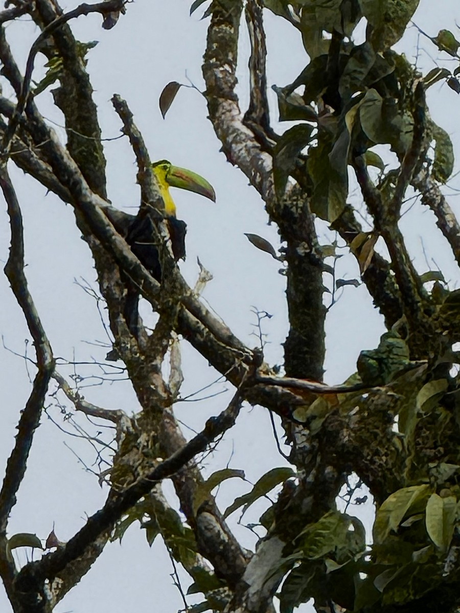 Fischertukan - ML647386308