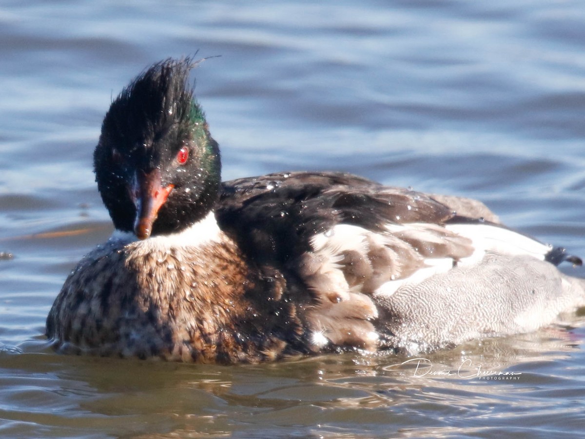 Serreta Mediana - ML647386316