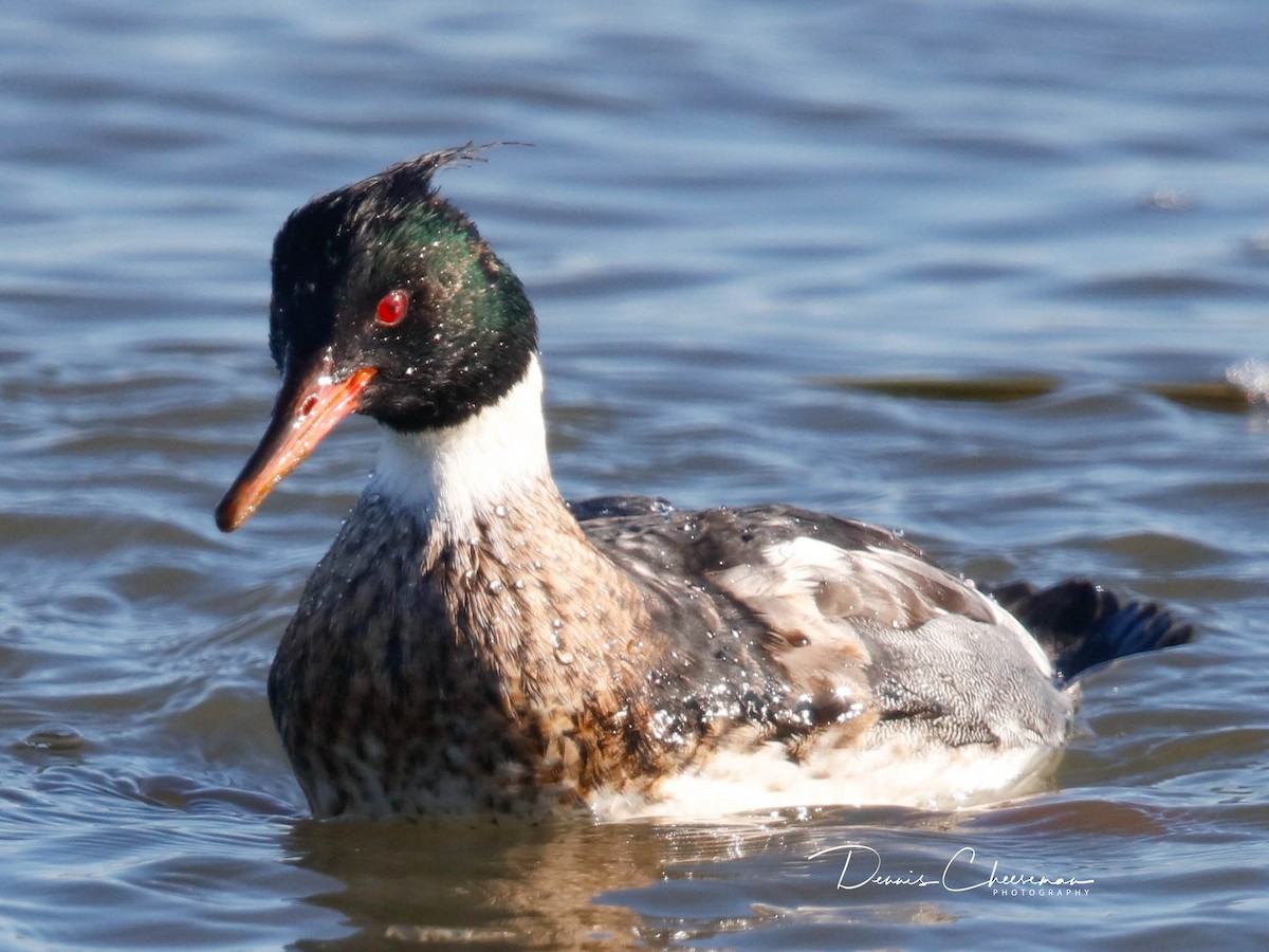 Serreta Mediana - ML647386317