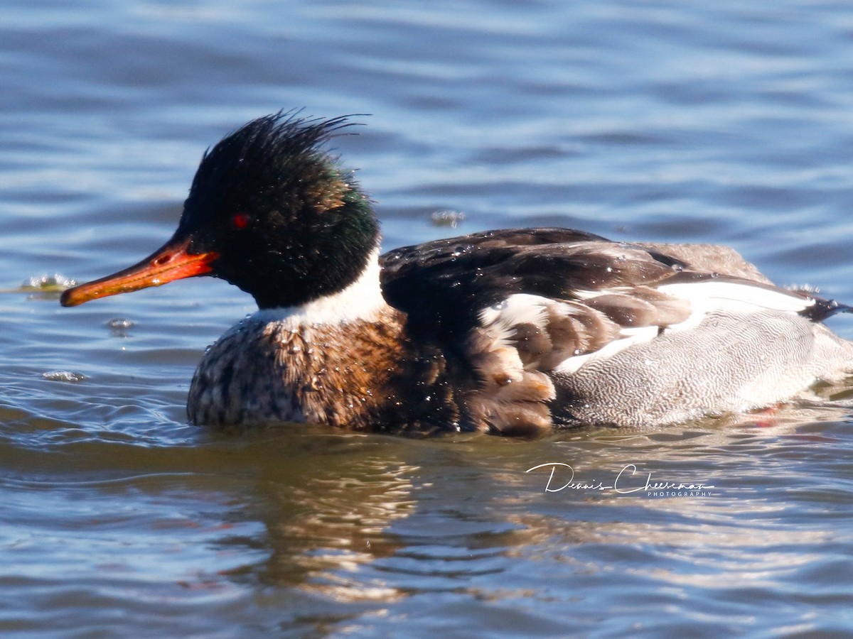 Serreta Mediana - ML647386318