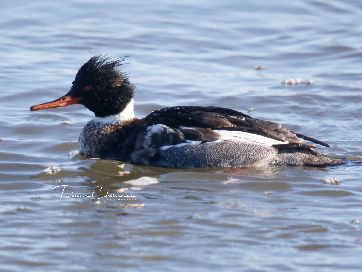 Serreta Mediana - ML647386319