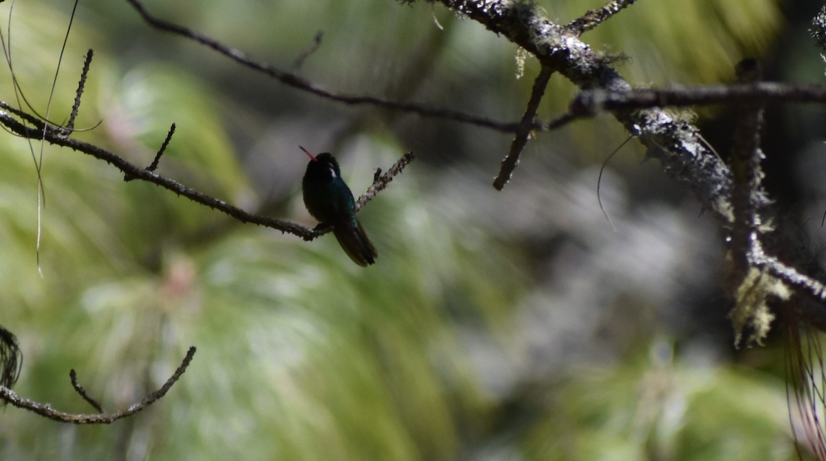 ミミジロサファイアハチドリ - ML647386320