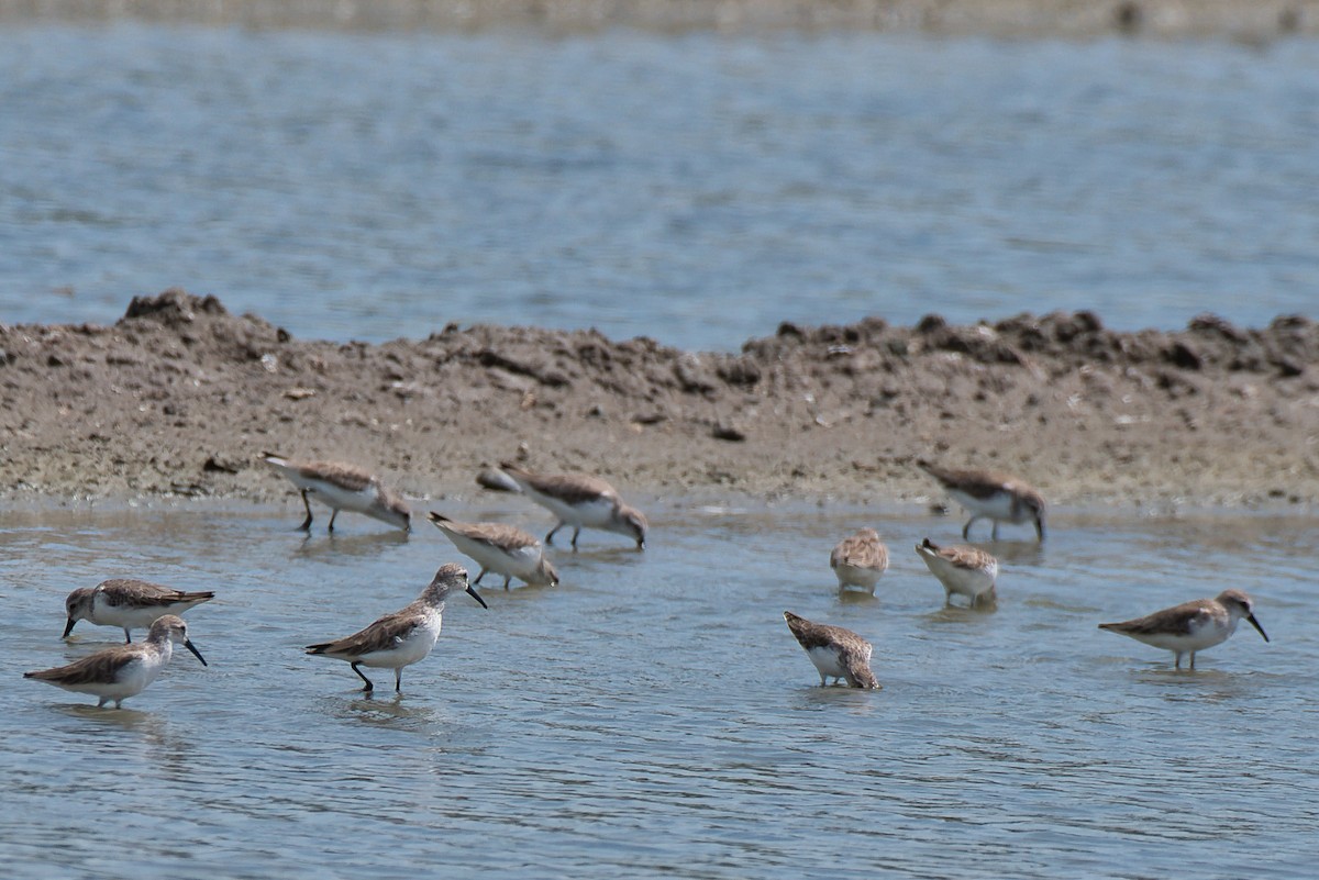 Gambecchio dell'Alaska - ML647386323