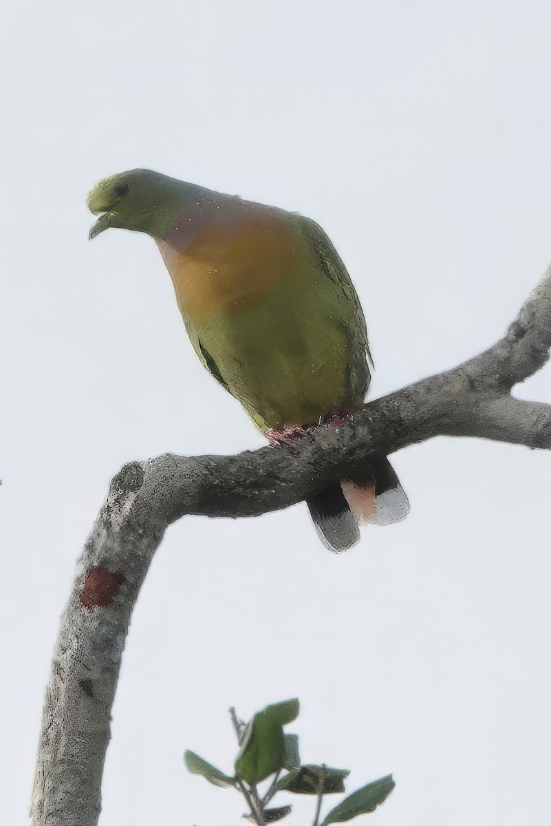 Turuncu Göğüslü Yeşil Güvercin - ML647386330