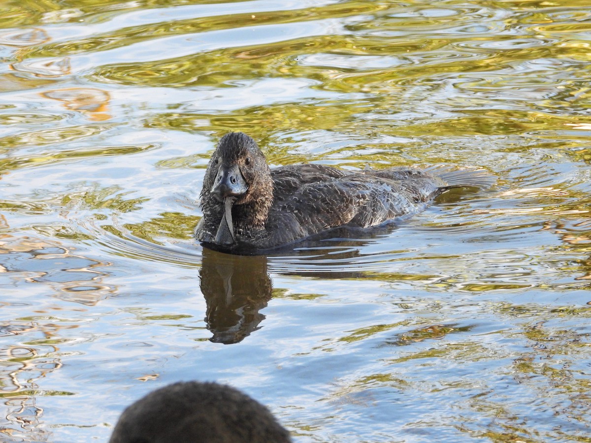 ニオイガモ - ML647386347