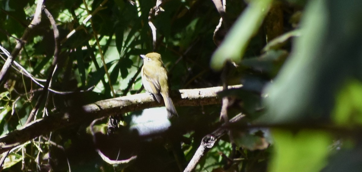 キメジロハエトリ - ML647386350