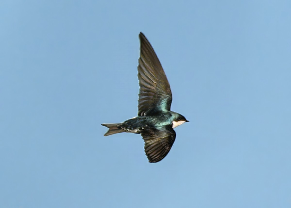 Tree Swallow - ML647386352