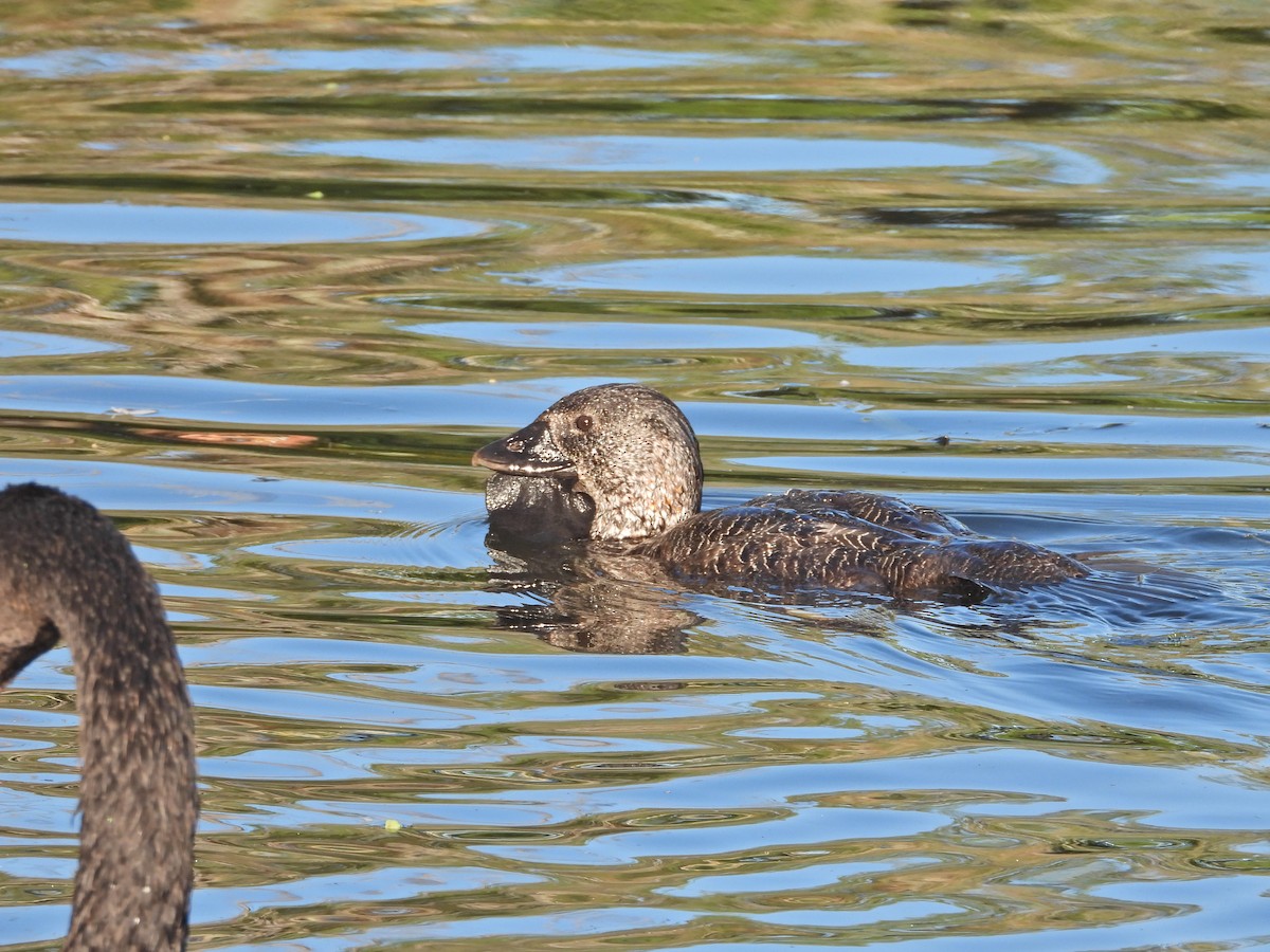 ニオイガモ - ML647386353
