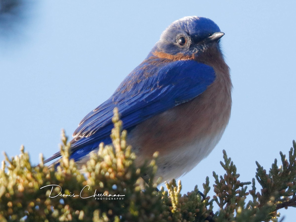 Eastern Bluebird - ML647386354