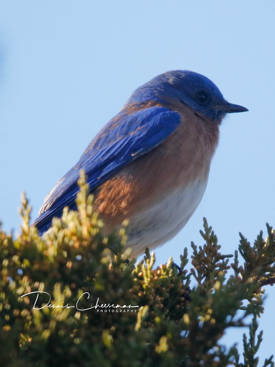 Eastern Bluebird - ML647386355