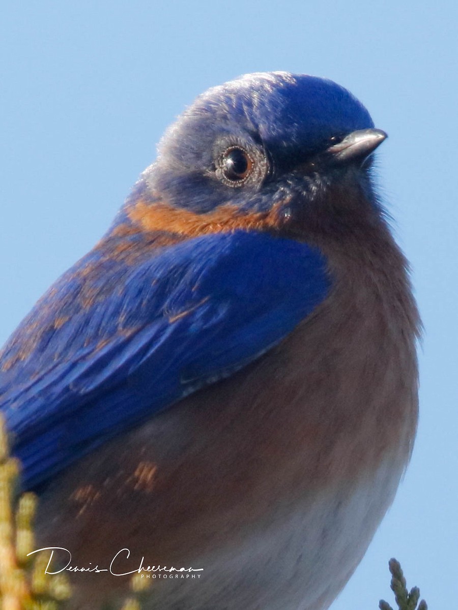 Eastern Bluebird - ML647386356