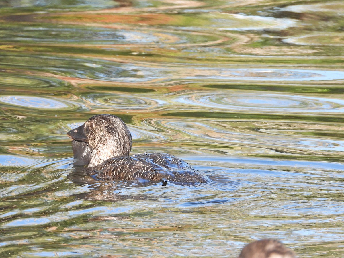 ニオイガモ - ML647386358