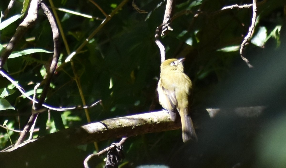 キメジロハエトリ - ML647386363