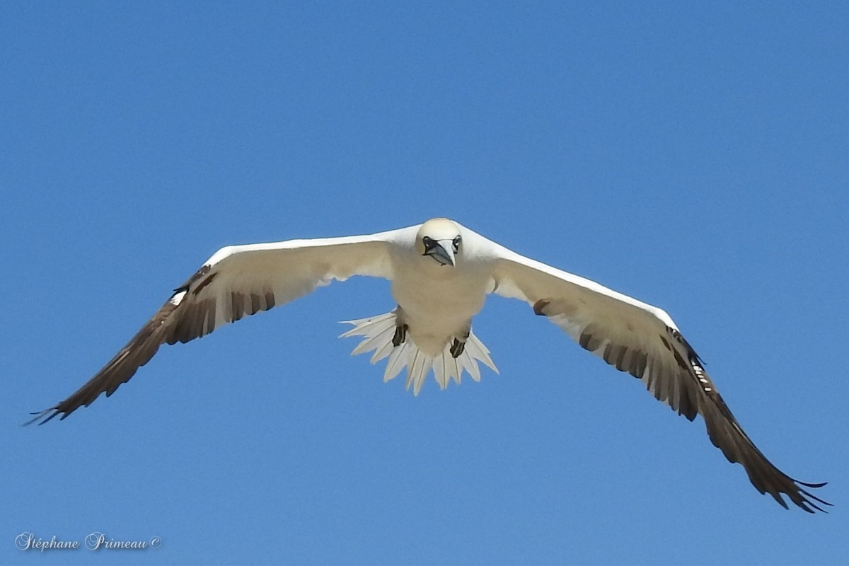 סולה מצויה - ML647386366