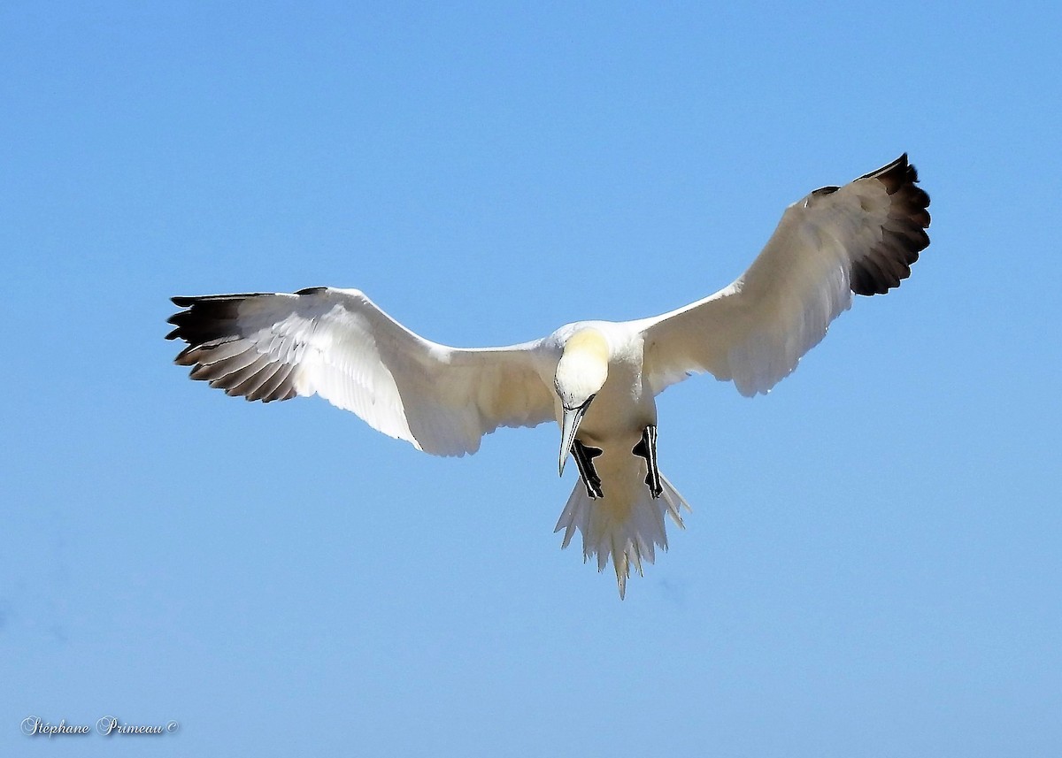 סולה מצויה - ML647386367