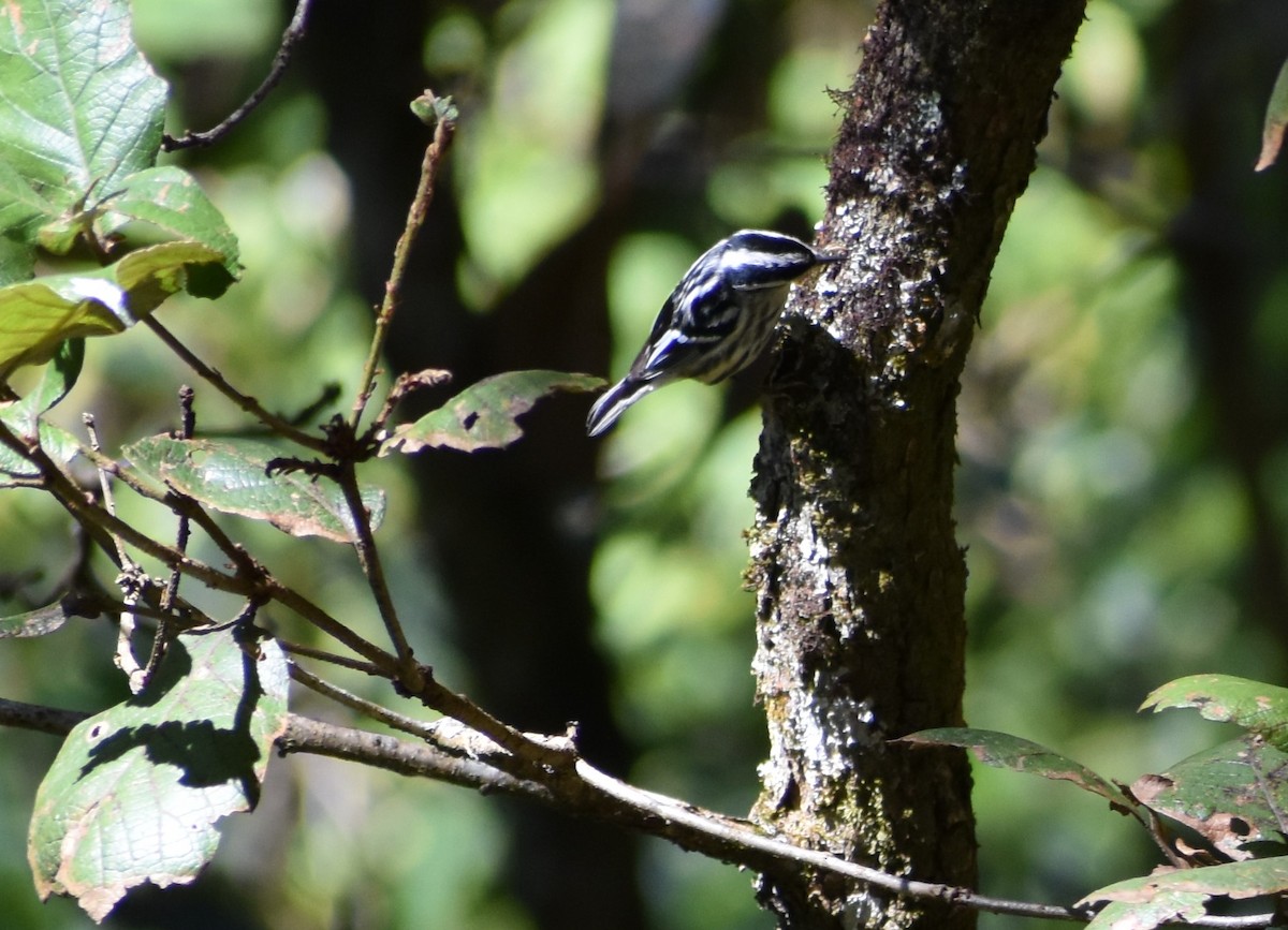 シロクロアメリカムシクイ - ML647386369