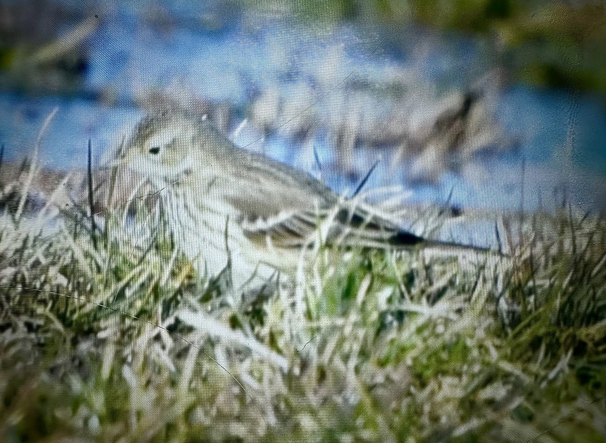 American Pipit - ML647386375
