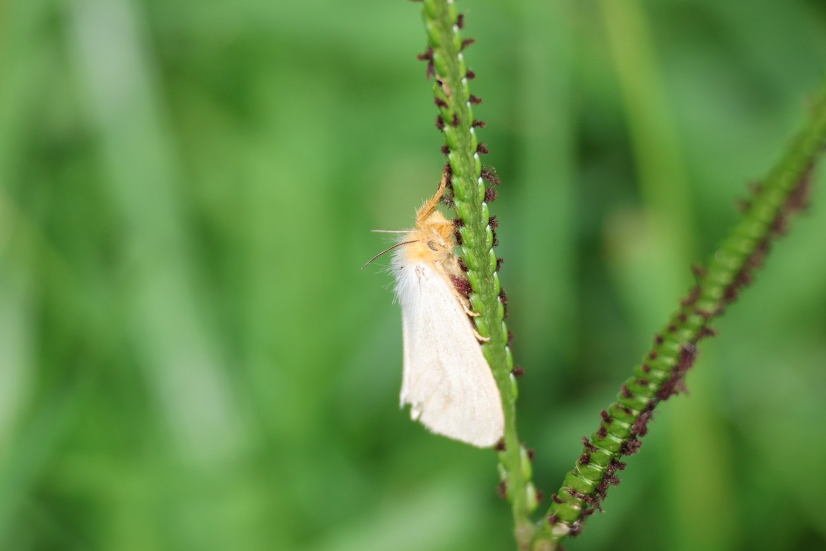 Tinged Tussock Moth - ML647386376