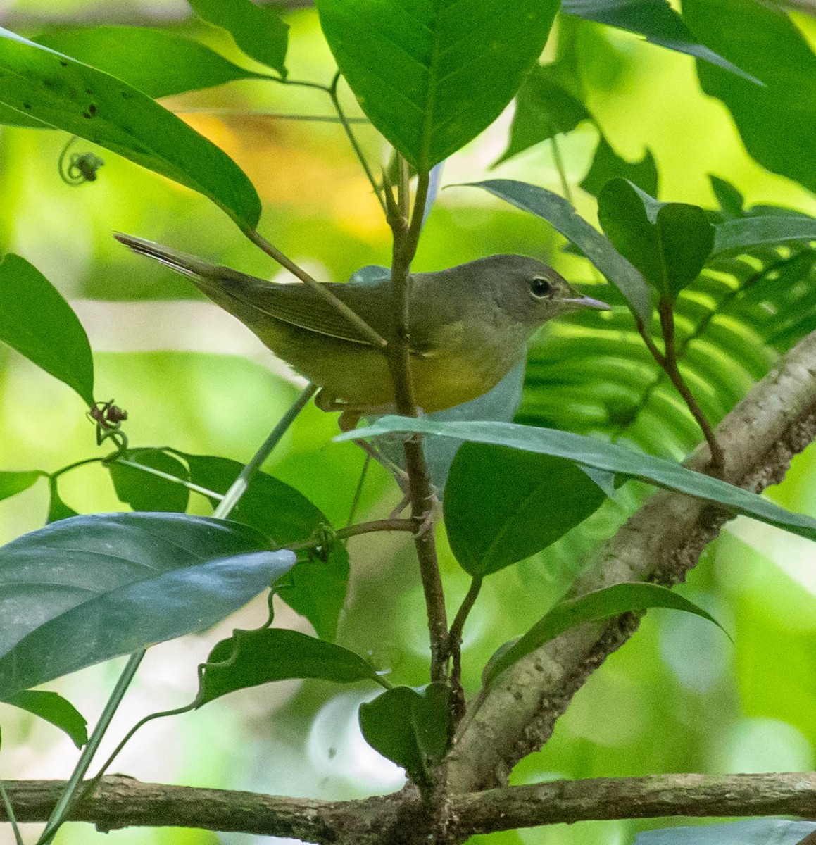 Mourning Warbler - ML647386384