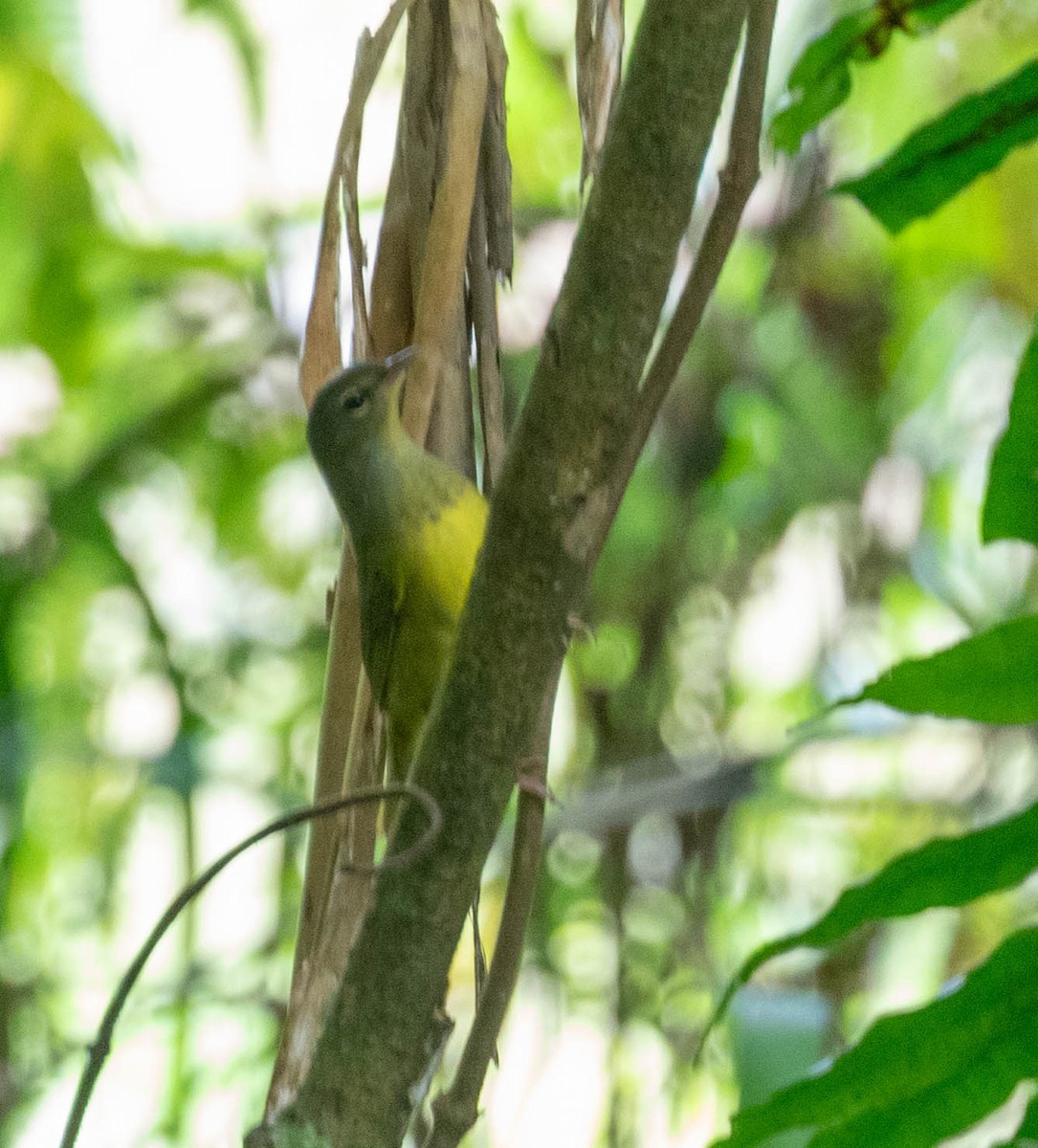 Mourning Warbler - ML647386385