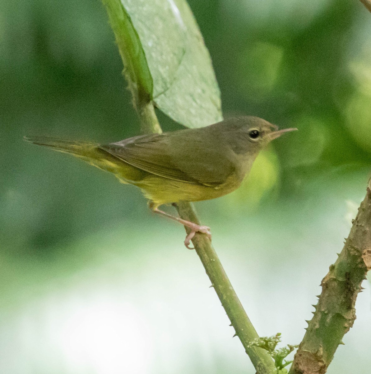 Mourning Warbler - ML647386386