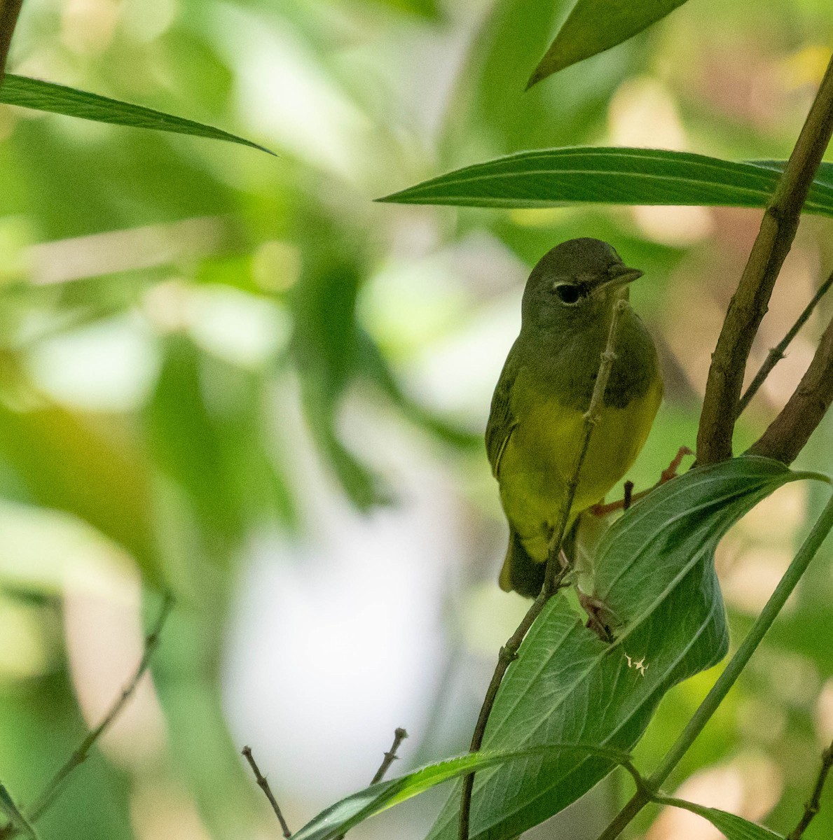 Mourning Warbler - ML647386387