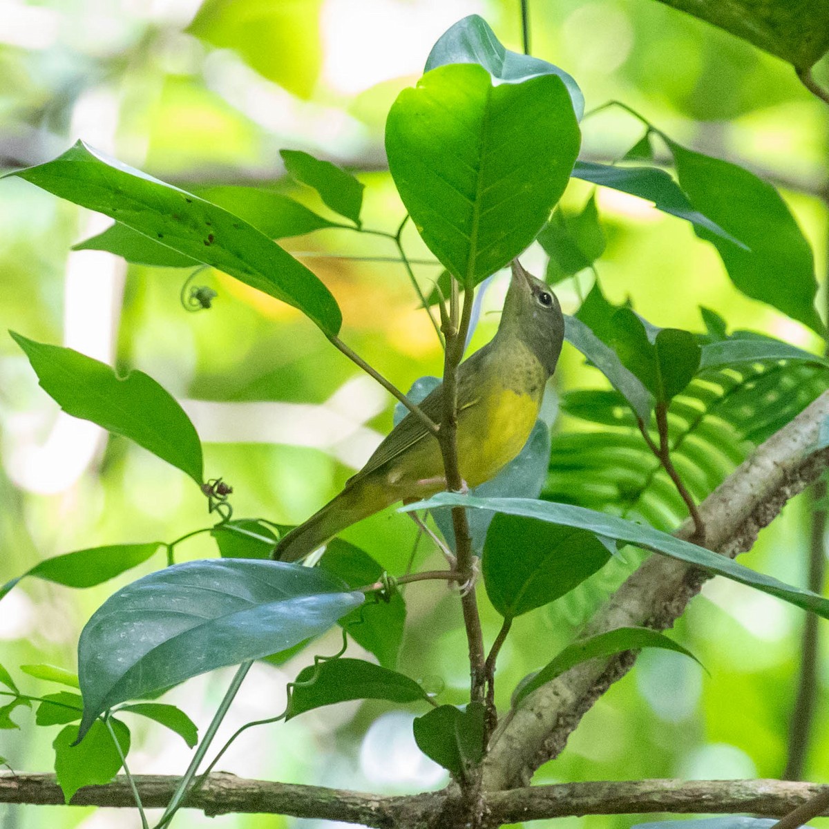 Mourning Warbler - ML647386388