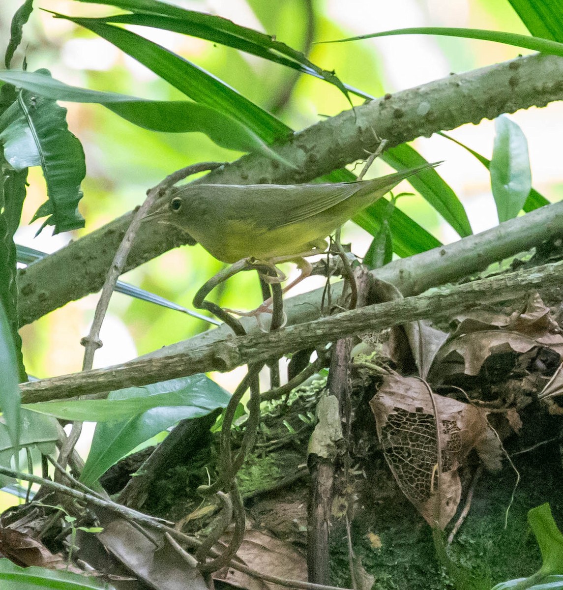 Mourning Warbler - ML647386389