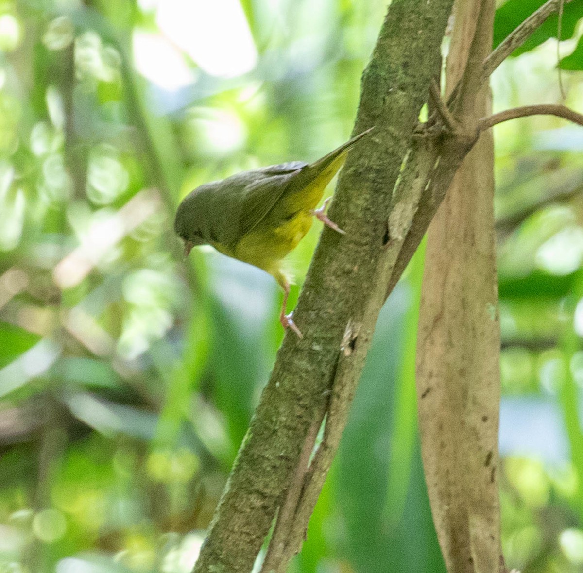 Mourning Warbler - ML647386390