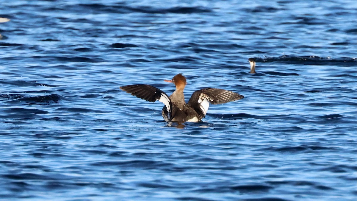 Serreta Mediana - ML647386403