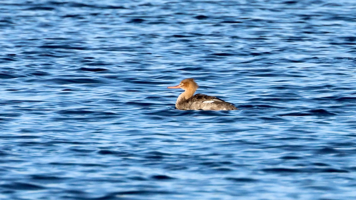 Serreta Mediana - ML647386404