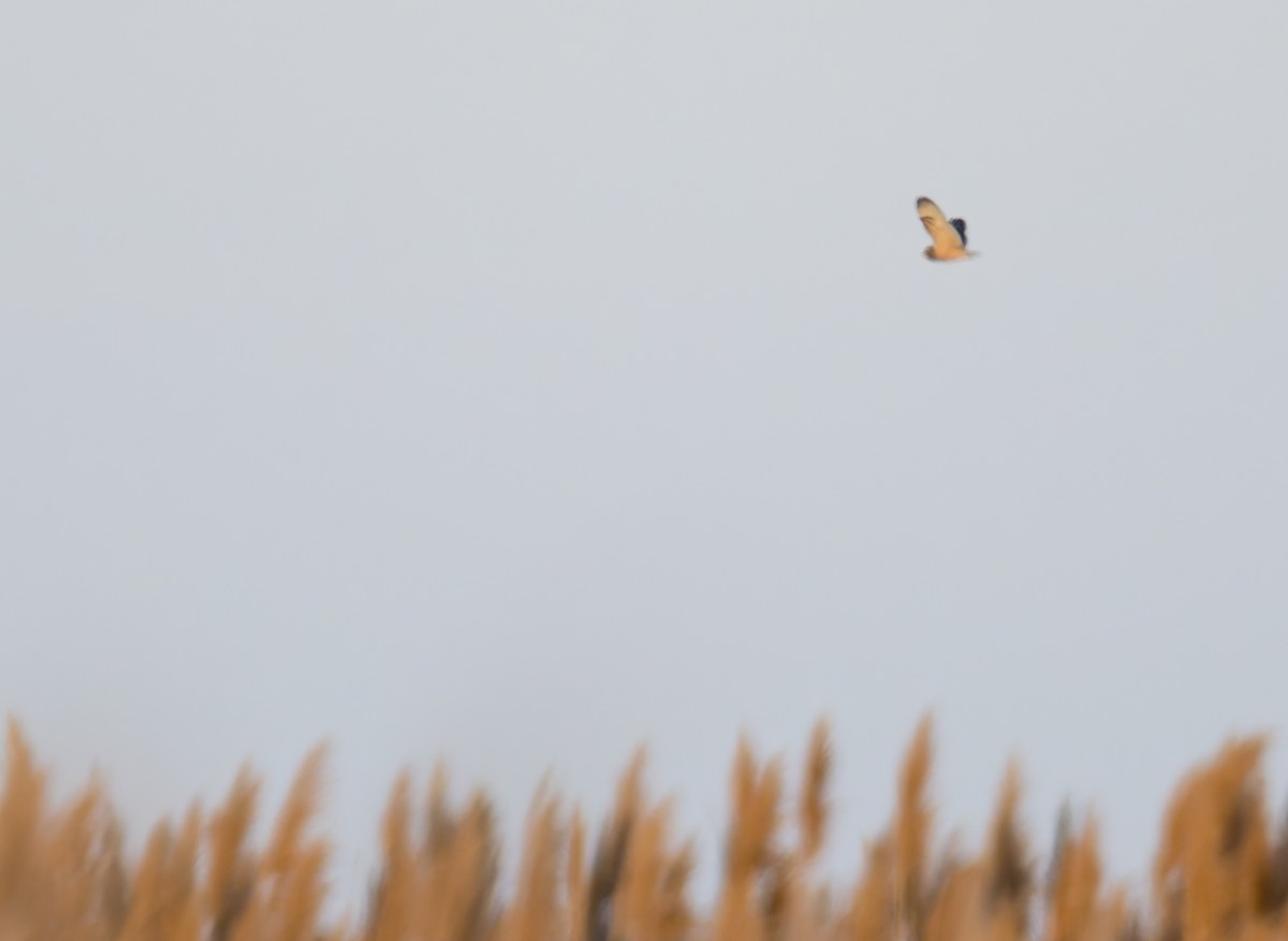 Kır Baykuşu - ML647386405