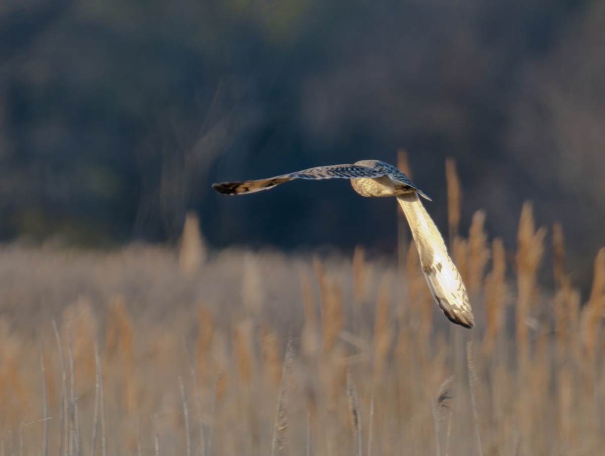 Kır Baykuşu - ML647386406