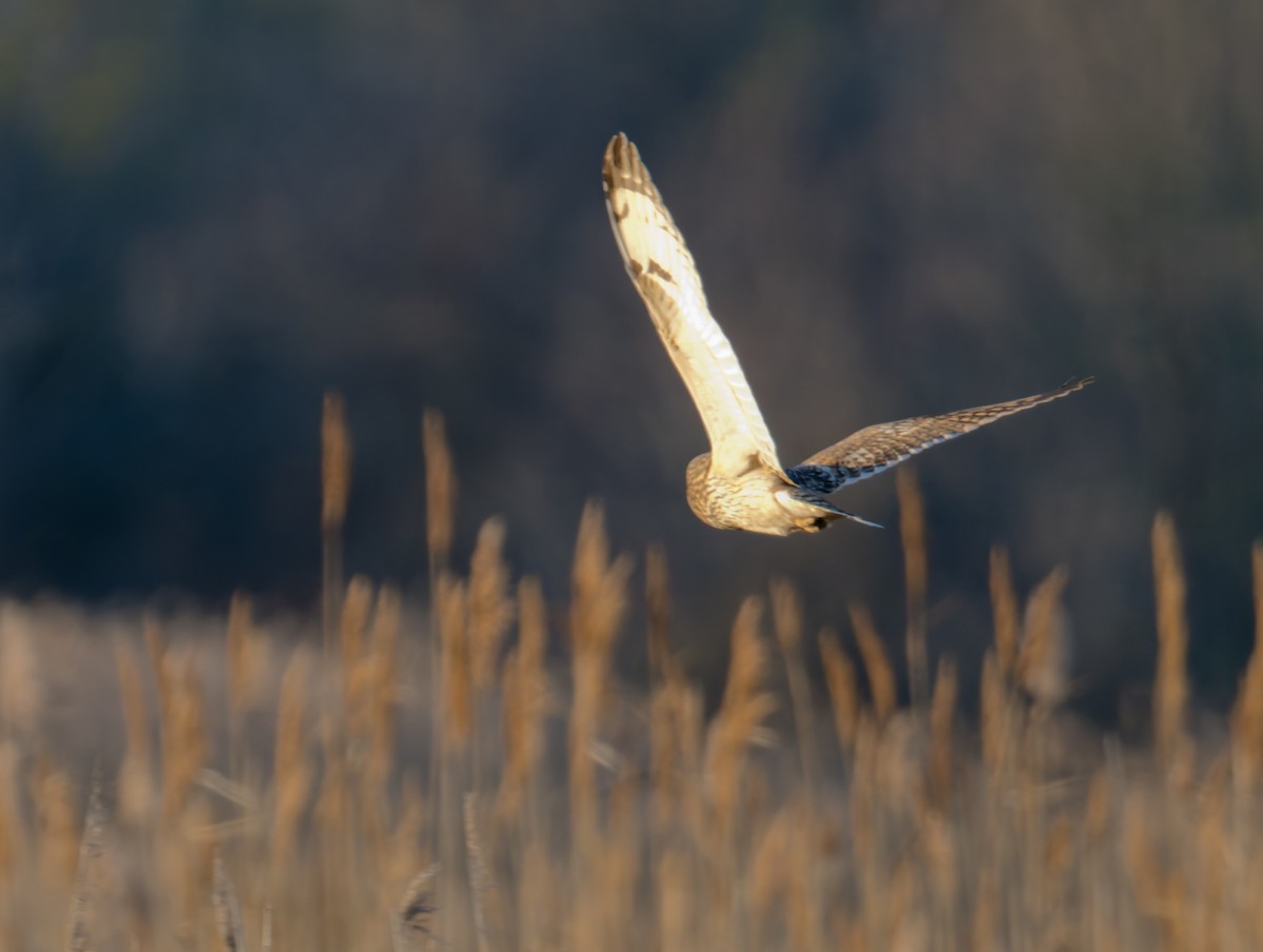 Kır Baykuşu - ML647386407