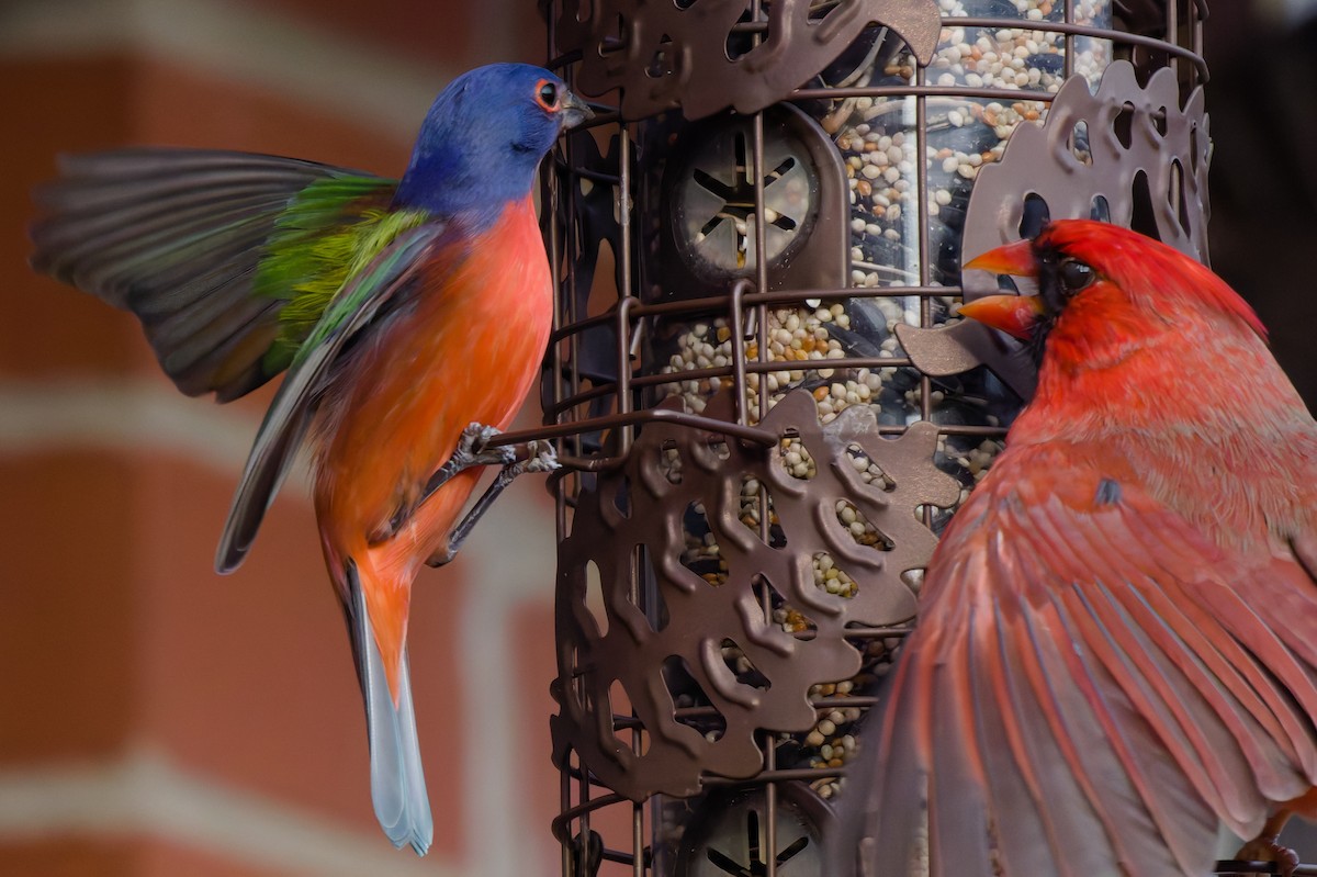 Painted Bunting - ML647386408