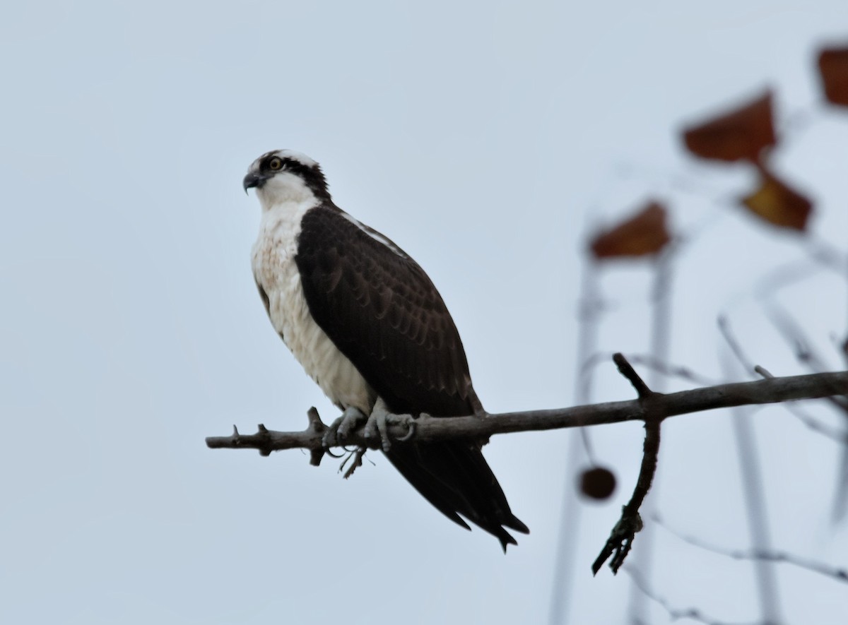 魚鷹 - ML647386409