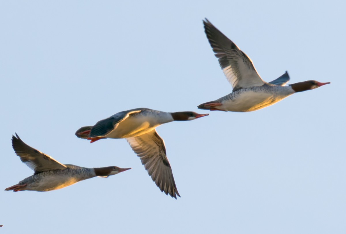 Büyük Tarakdiş - ML647386415