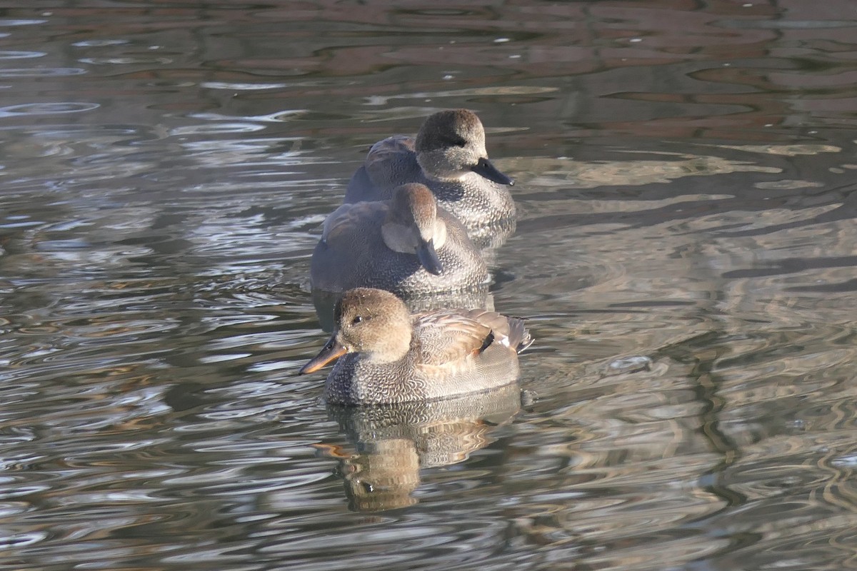 Нерозень - ML647386424