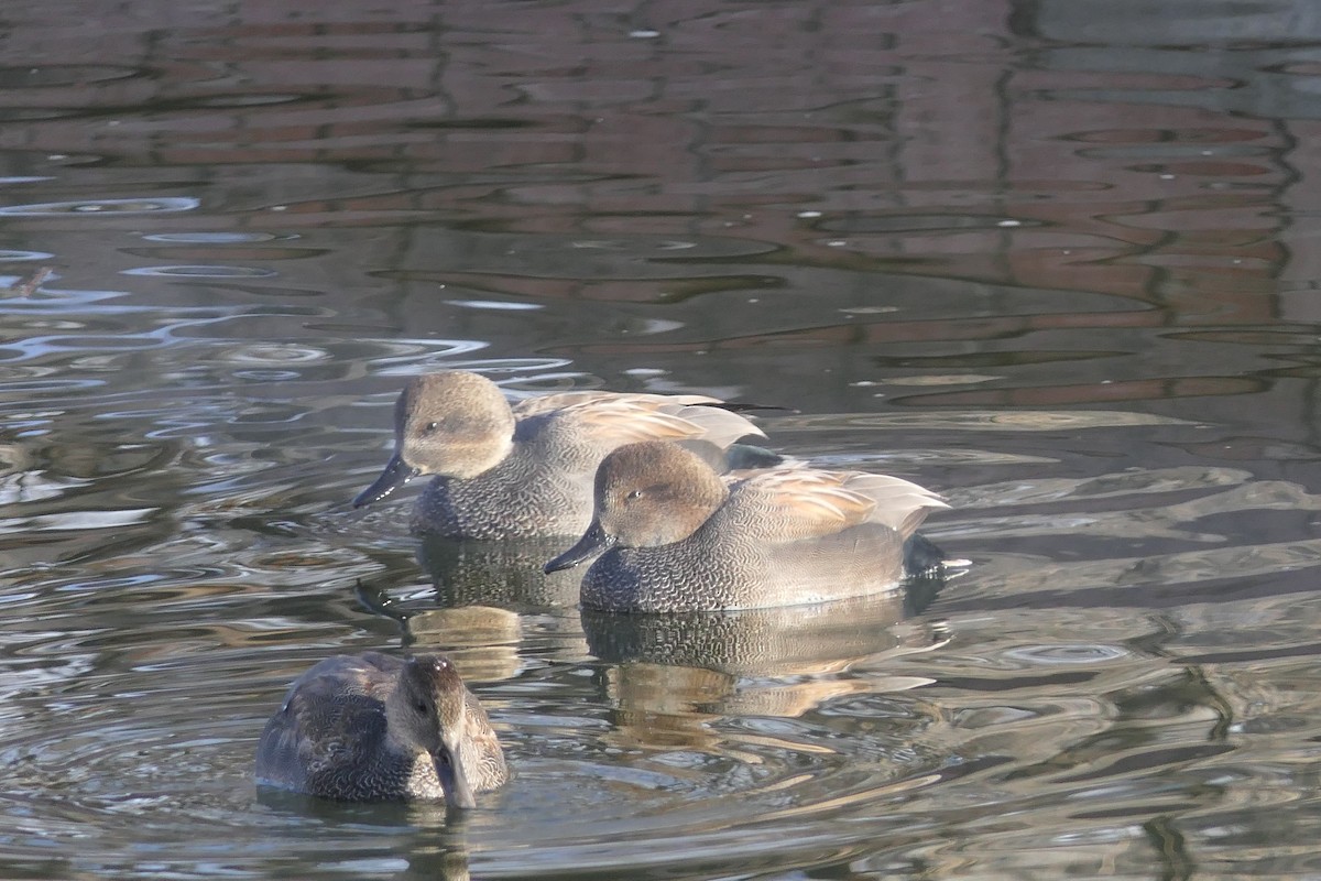 Нерозень - ML647386425