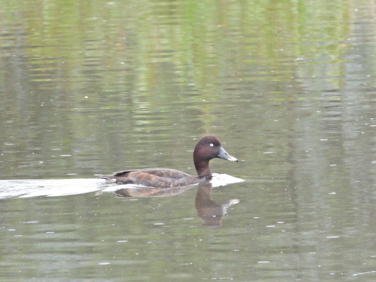 Hardhead - ML647386430