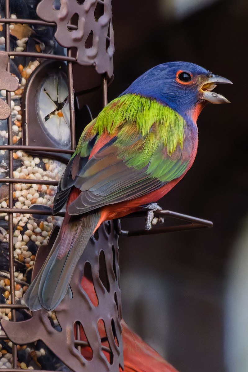 Painted Bunting - ML647386431