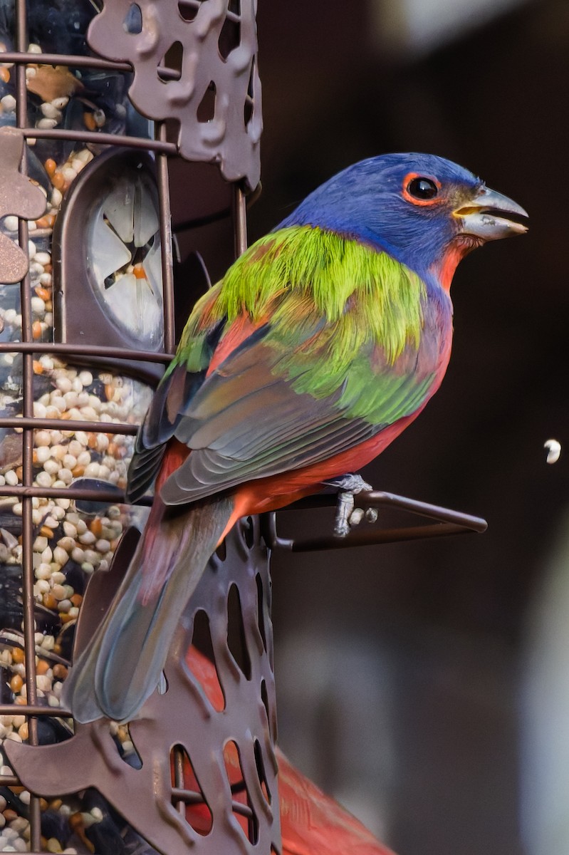 Painted Bunting - ML647386434