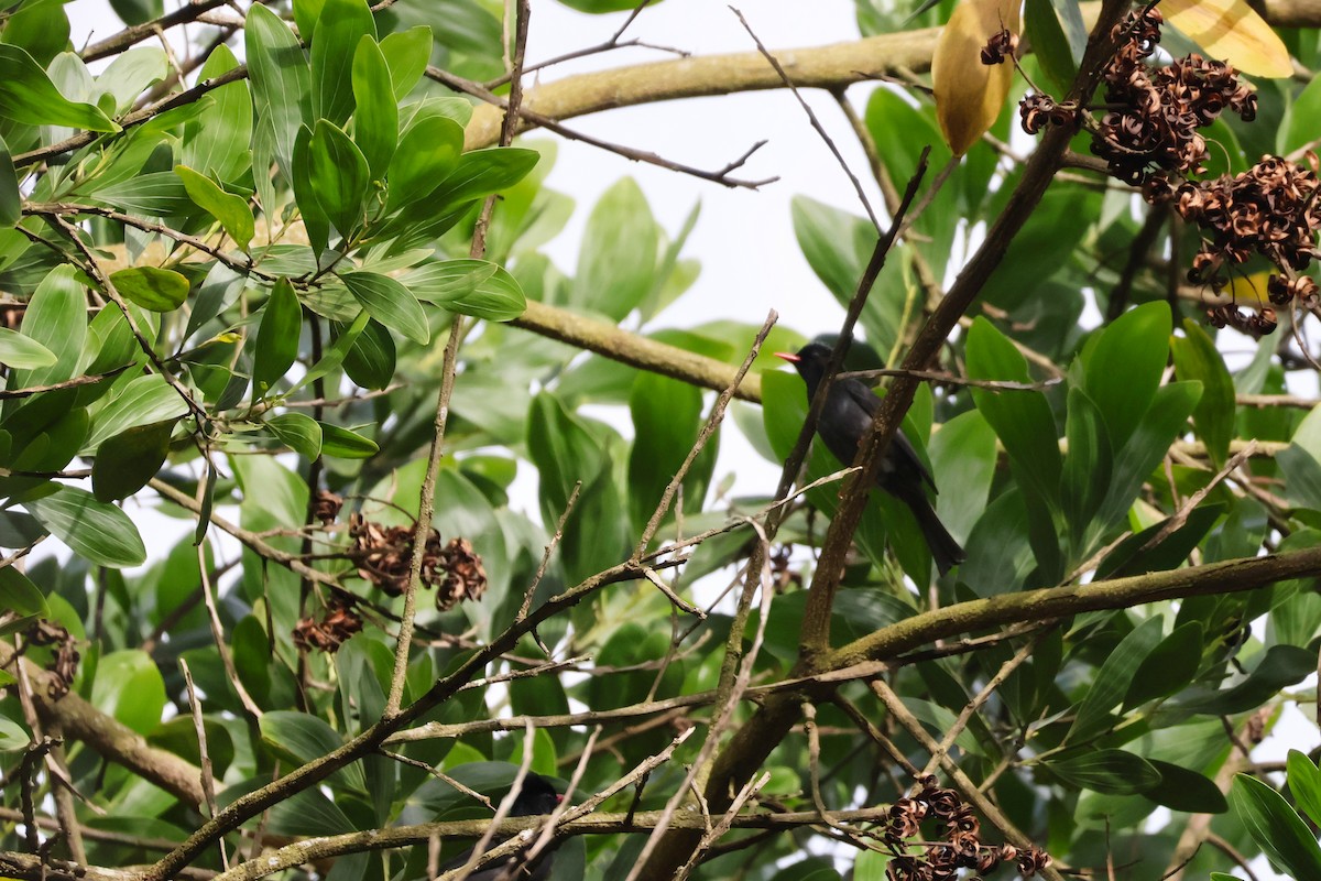 Black Bulbul - ML647386472