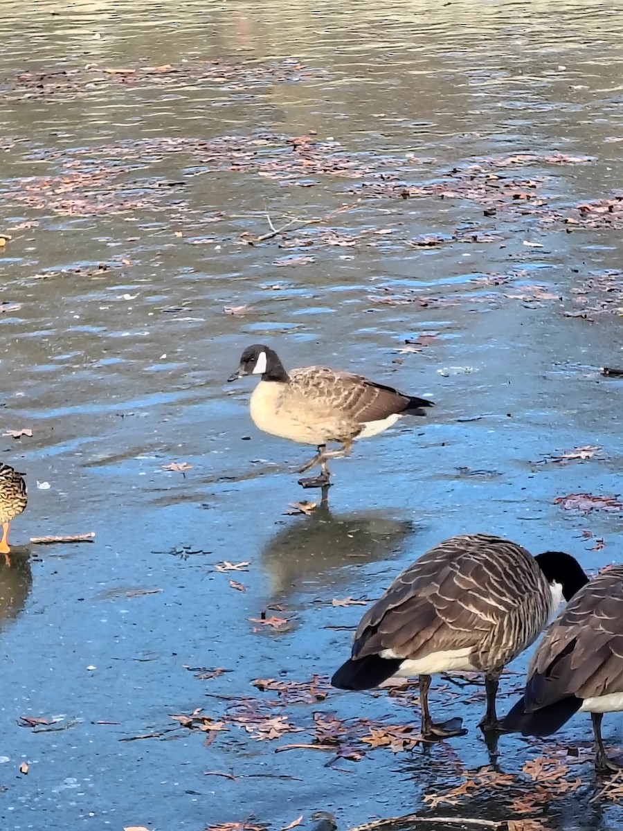 Cackling/Canada Goose - ML647386476