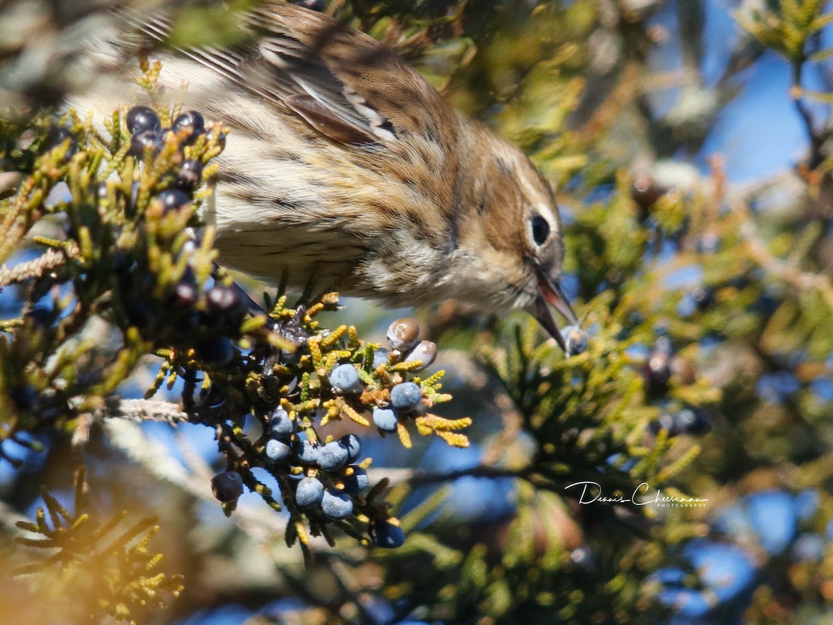 Yellow-rumped Warbler - ML647386477