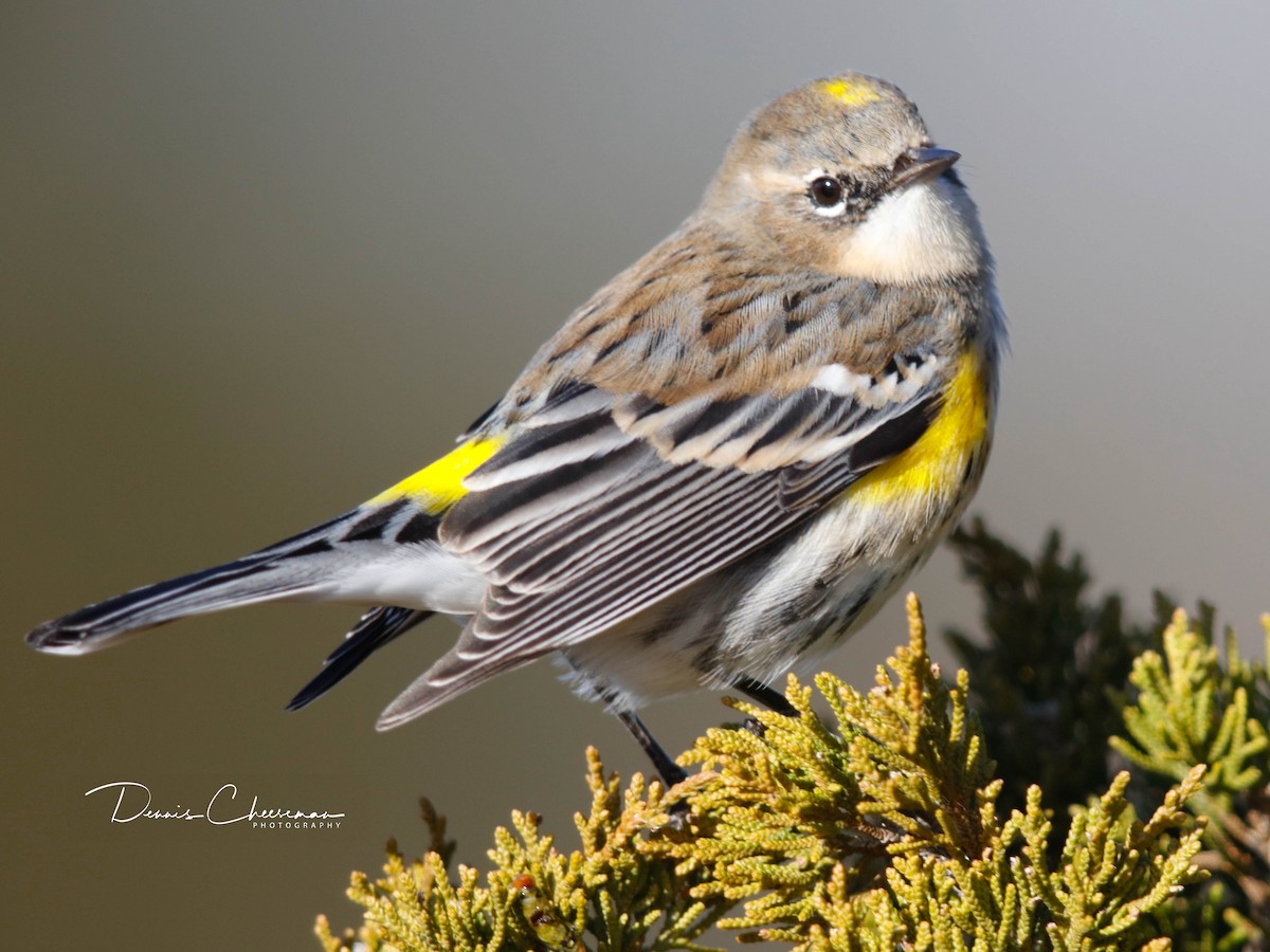 Yellow-rumped Warbler - ML647386478